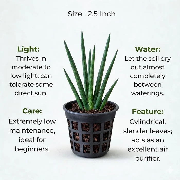 Small potted snake plant with upright green leaves, labeled with care details like light, water, and size (2.5 inch).