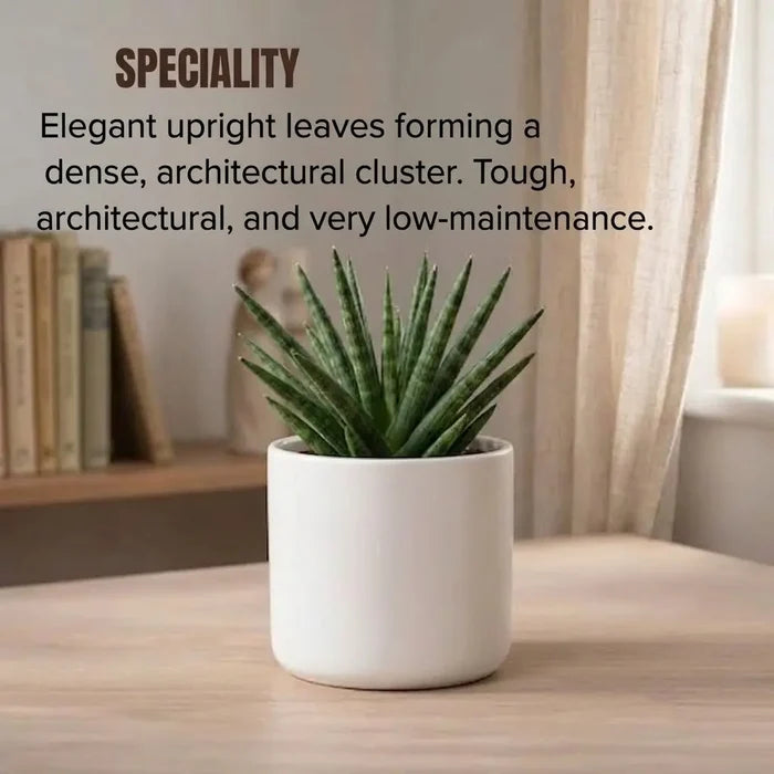 Potted Haworthia succulent with upright spiky leaves and “Speciality” text.