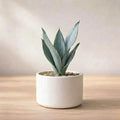 Sansevieria Silver Steel Plant Sapling (1Pc)
