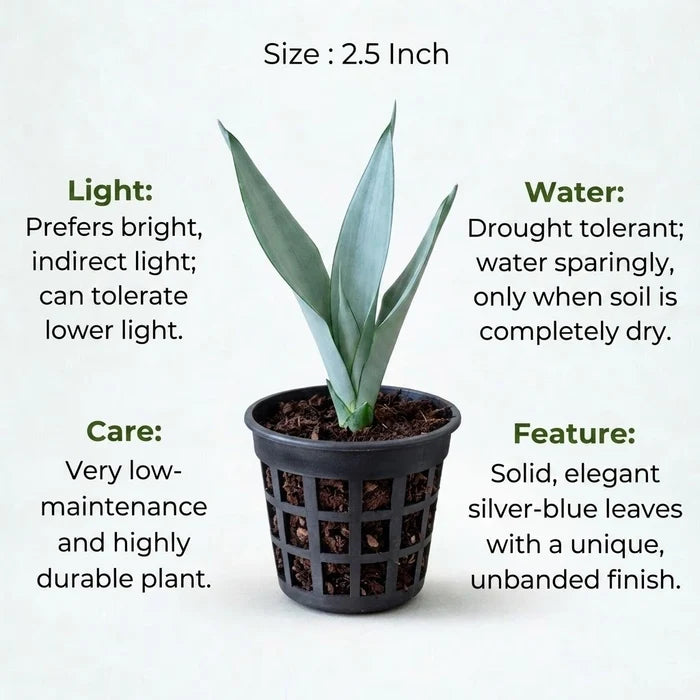 Sansevieria Silver Steel Plant Sapling (1Pc)