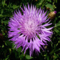 Image of an Sweet Sultan Flower