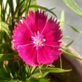 Image of an Sweet William flower