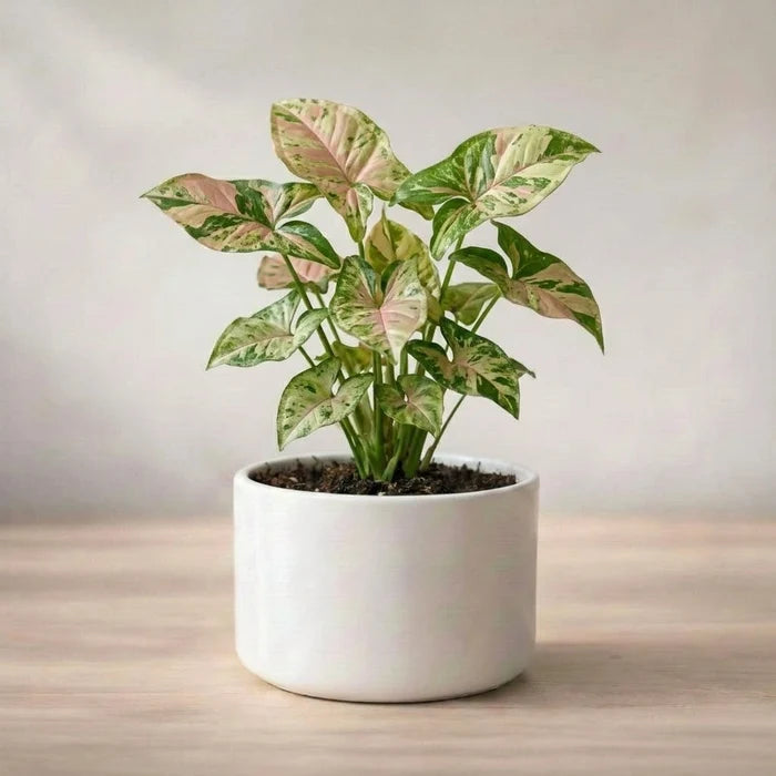 Potted plant with green and pink leaves on a wooden surface with a neutral background
