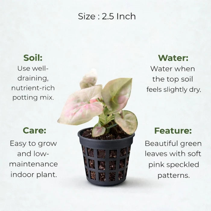 Potted plant with green leaves and pink speckles, showing care instructions for soil, watering, and features.