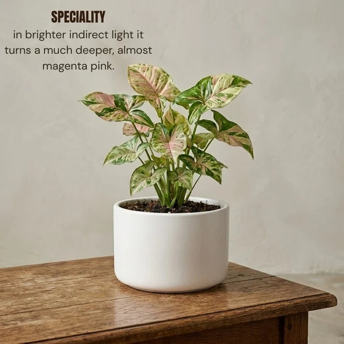 Potted variegated plant with green and pink leaves on a wooden table, highlighting its color change in bright indirect light.