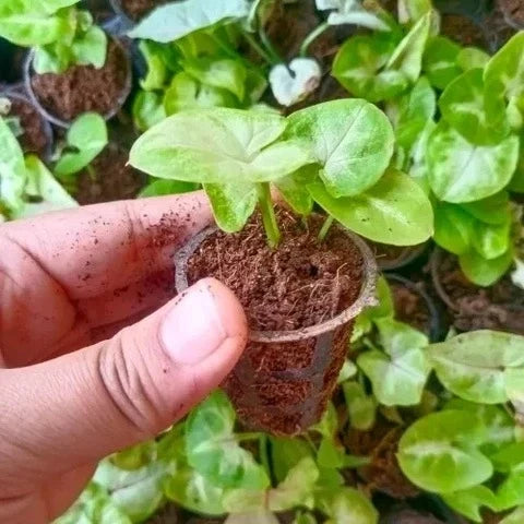 Syngonium plant sapling (1pc)