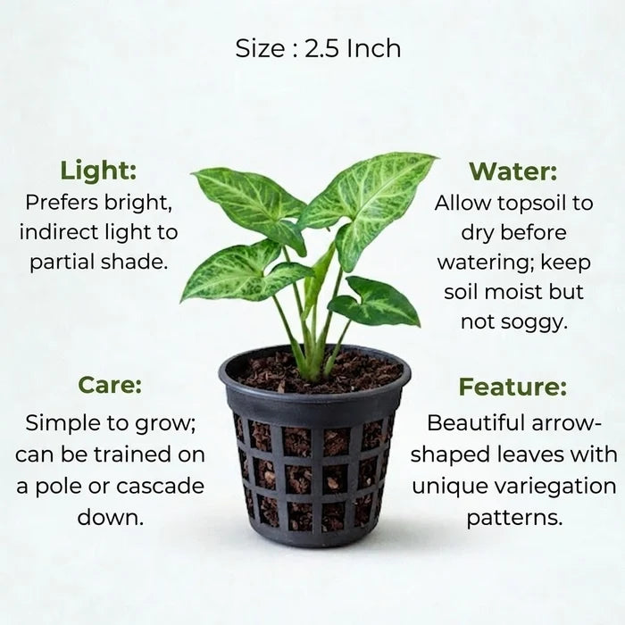 Syngonium plant sapling (1pc)