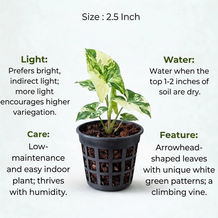 Syngonium Variegated Plant Sapling(1pc)