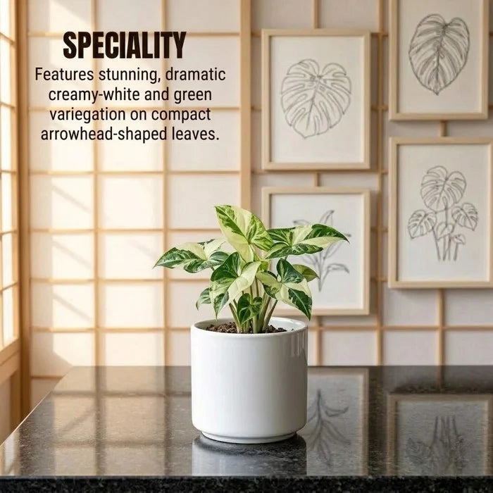 Syngonium Variegated Plant Sapling(1pc)
