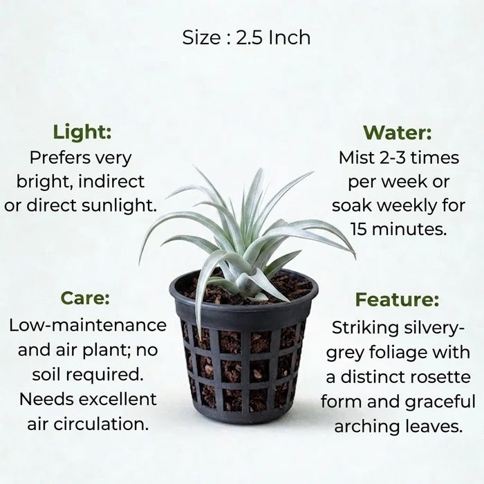 Tillandsia Secunda Silver Air Plant Sapling (1Pc)