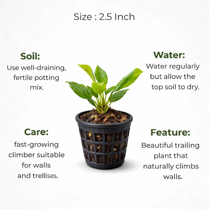 A plant in black net pot on a white background with certain details