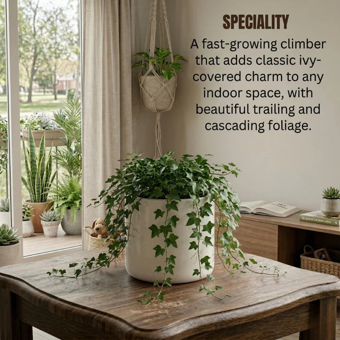Trailing ivy plant in a white pot on a wooden table indoors.