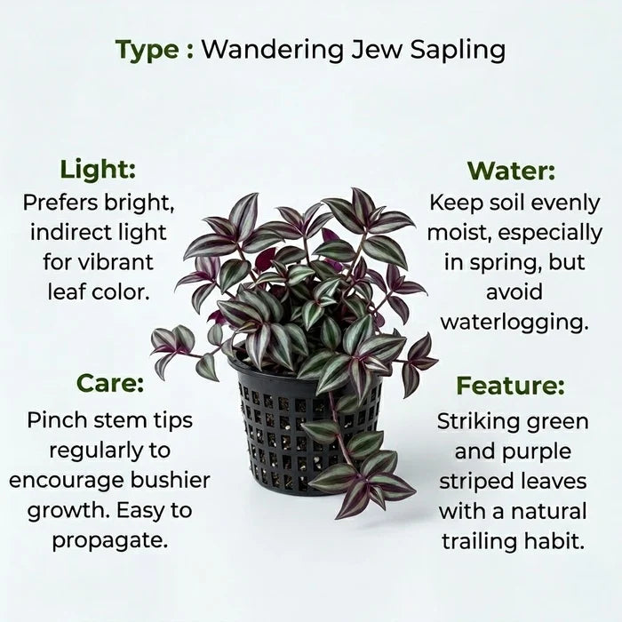 Wandering Jew Plant Sapling (1pc)