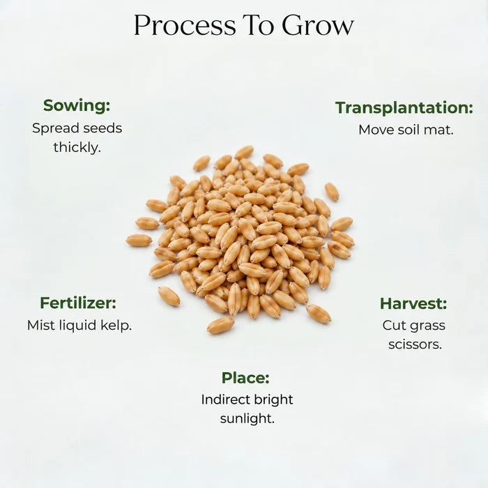 Wheatgrass Seeds (10gms)