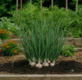 White Onion Seeds (10 Seeds)