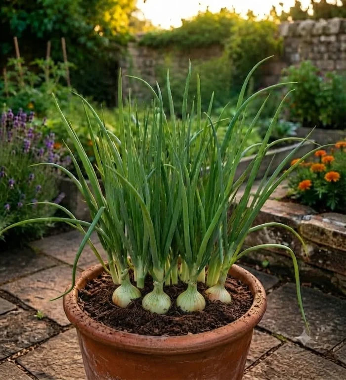 White Onion Seeds (10 Seeds)