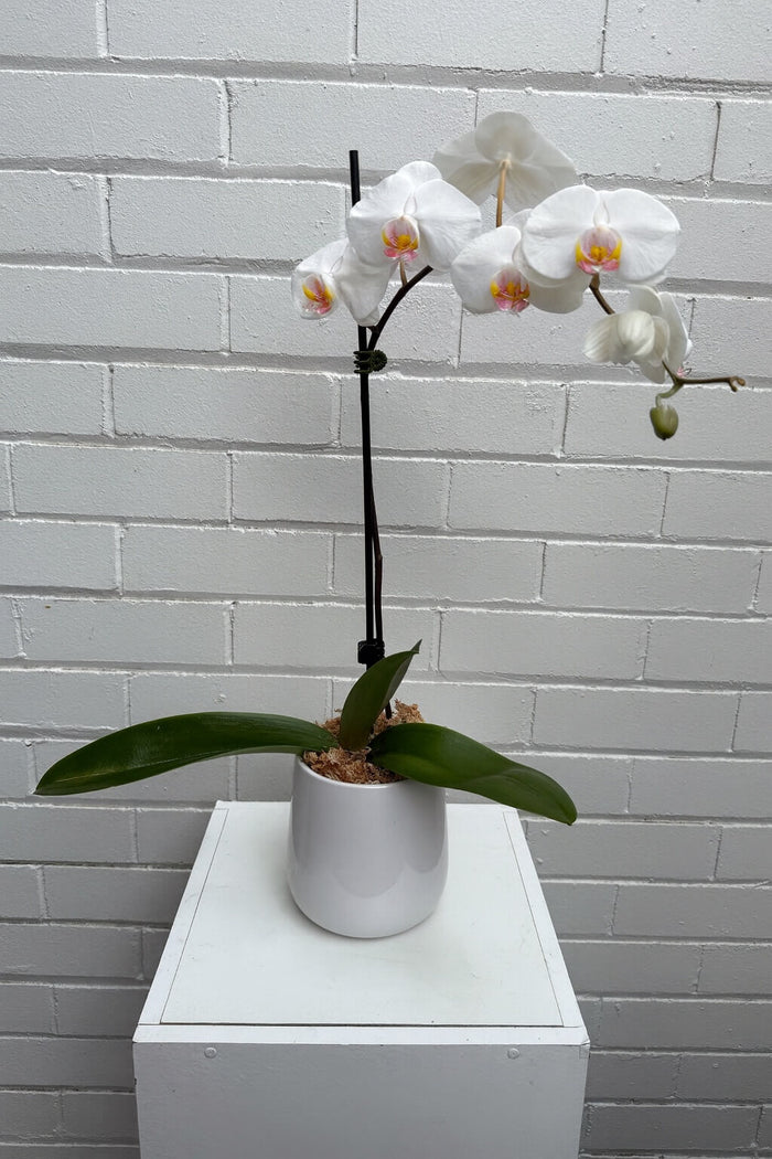 white orchid premium sydney gift delivery