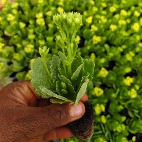 Yellow Kalanchoe Succulent Sapling (1pc)