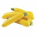Several yellow zucchinis kept in a heap against a white background